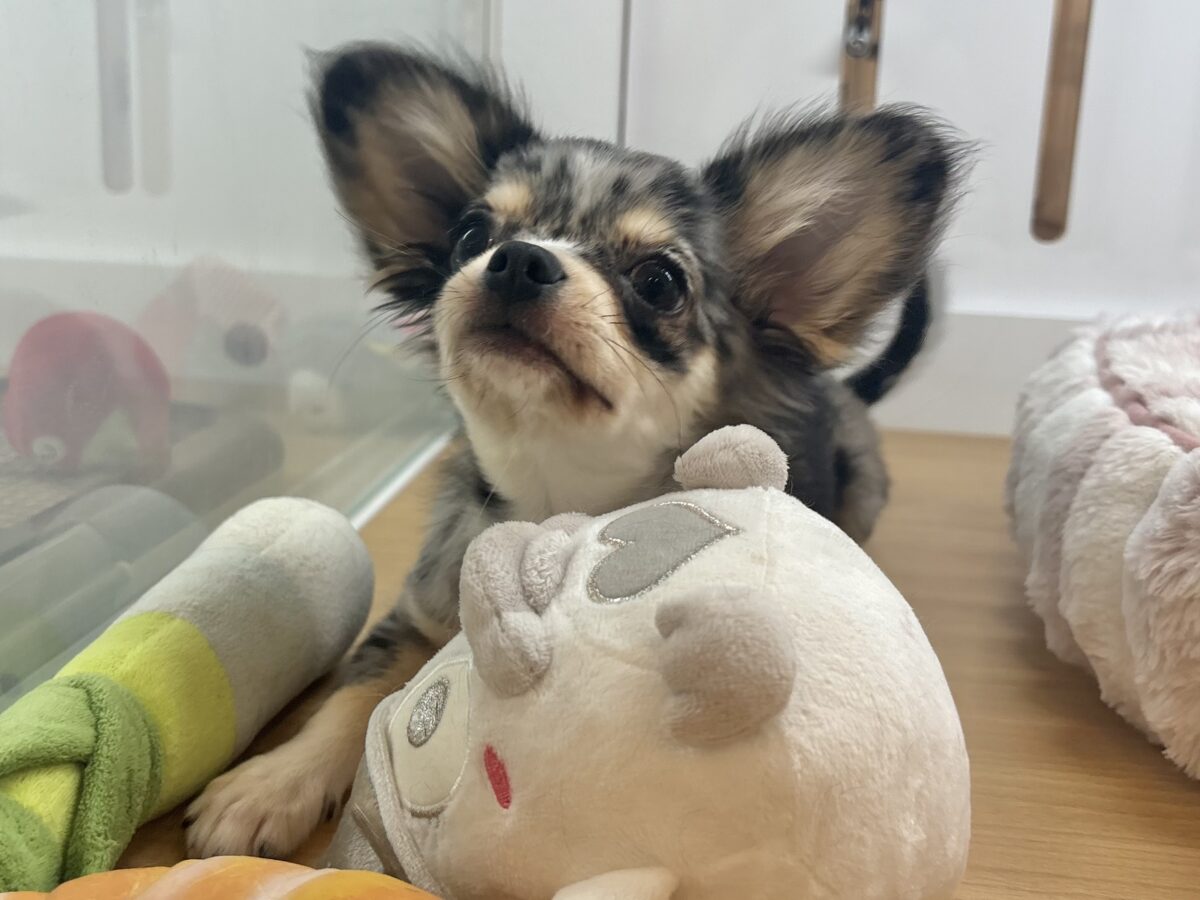 チワックス