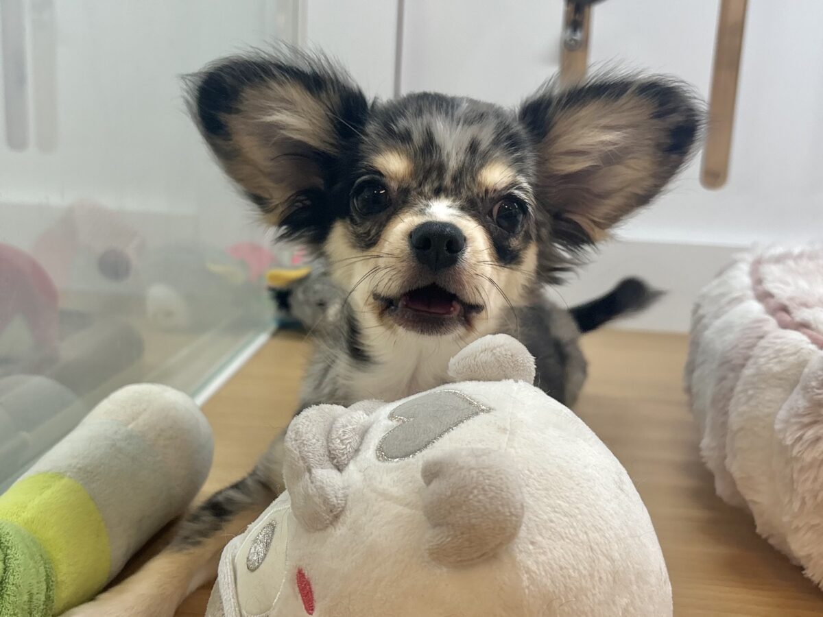 チワックス