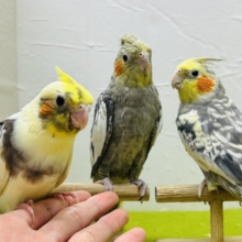 最新画像更新】呪文的カラー嚙まずに言えるかな？？ マメルリハインコ