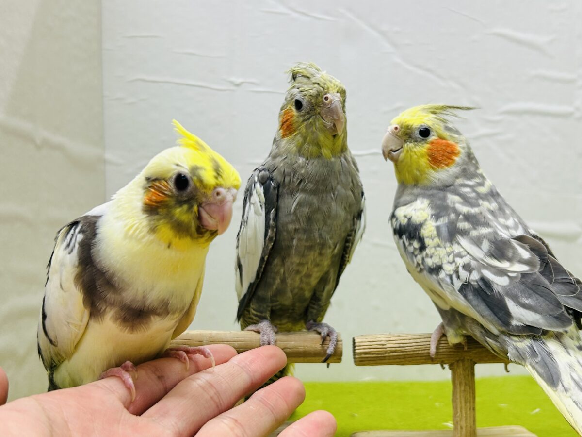 【⭐期間限定⭐】オカメインコフェア開催！！🔥🔥