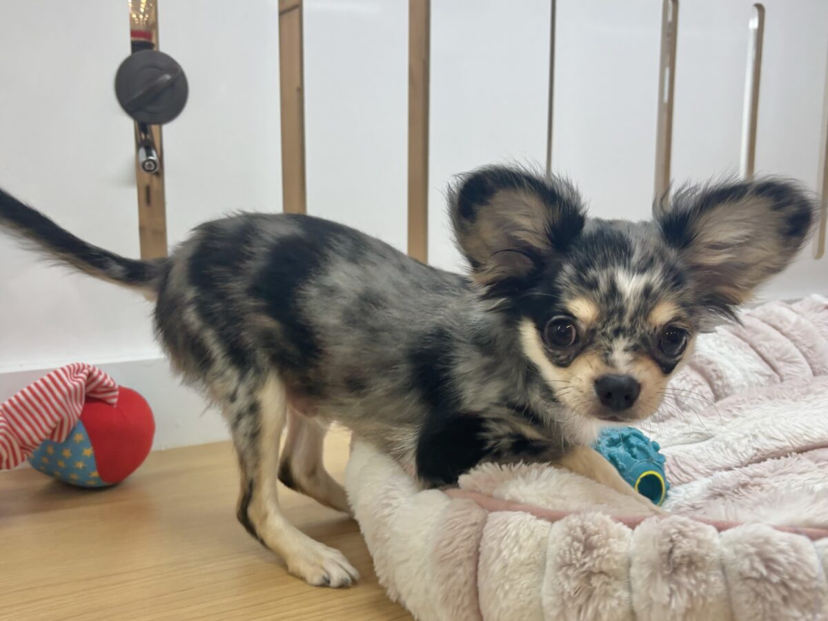 チワックス