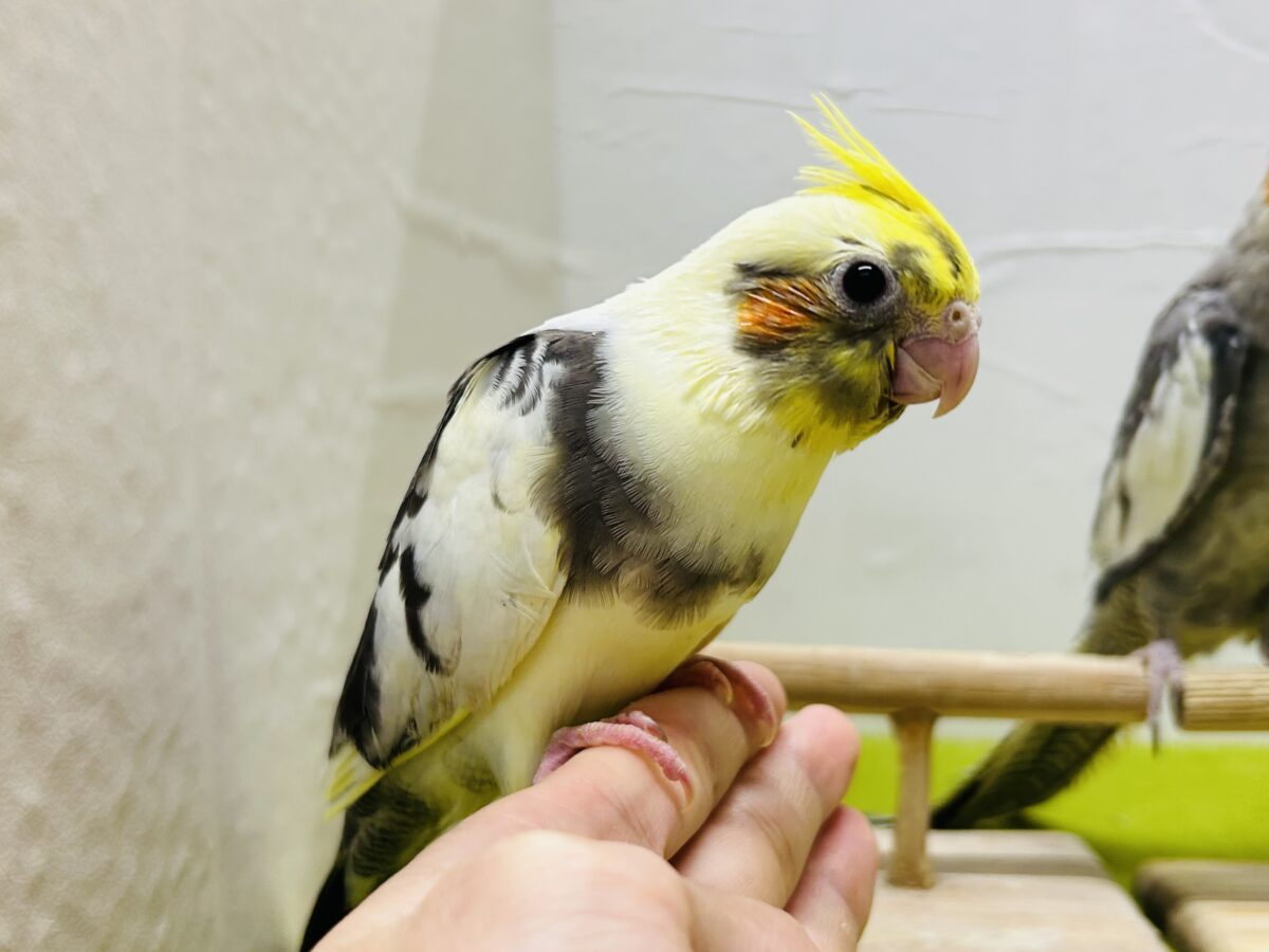 説明画像です