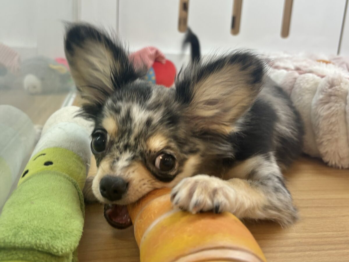チワックス