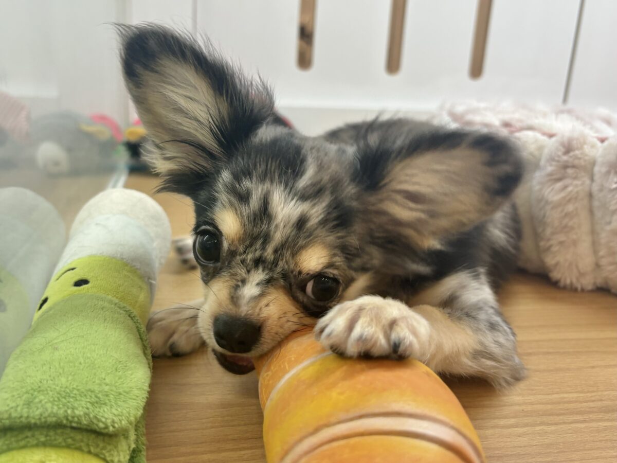 チワックス