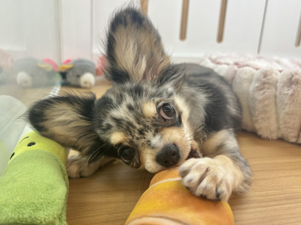 チワックス