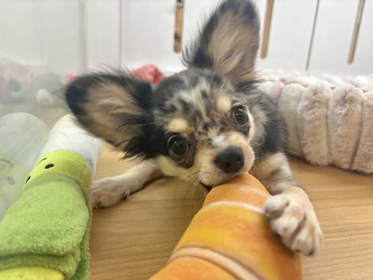 チワックス