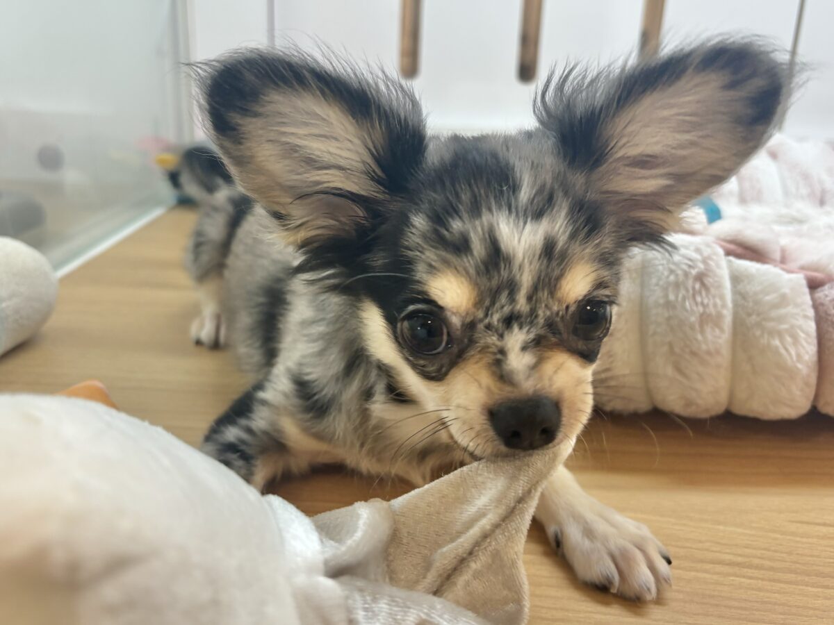 チワックス