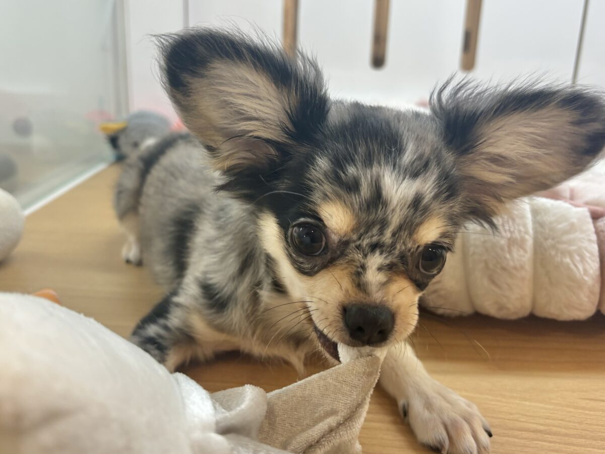 チワックス