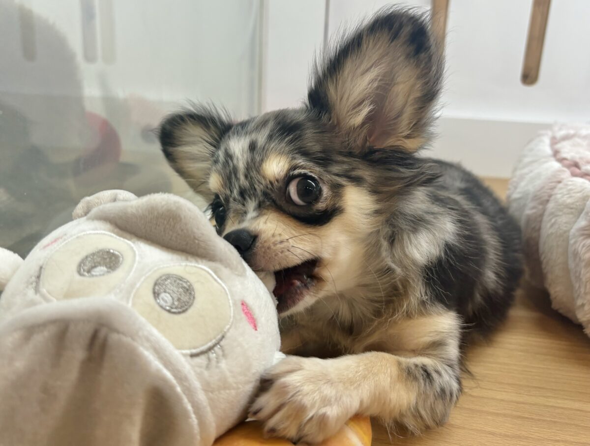 チワックス
