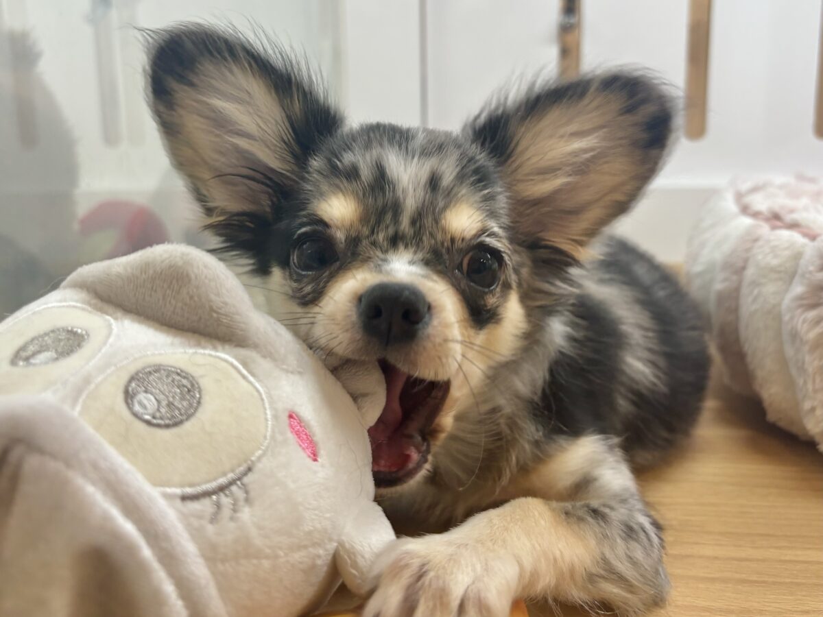 チワックス