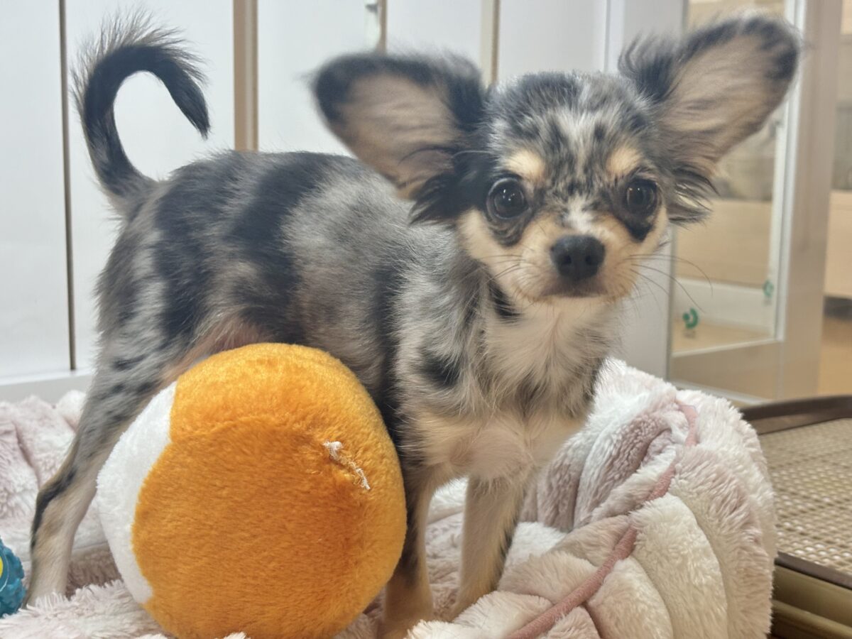 お……お腹をチラッチラッ♥チワックスくん！