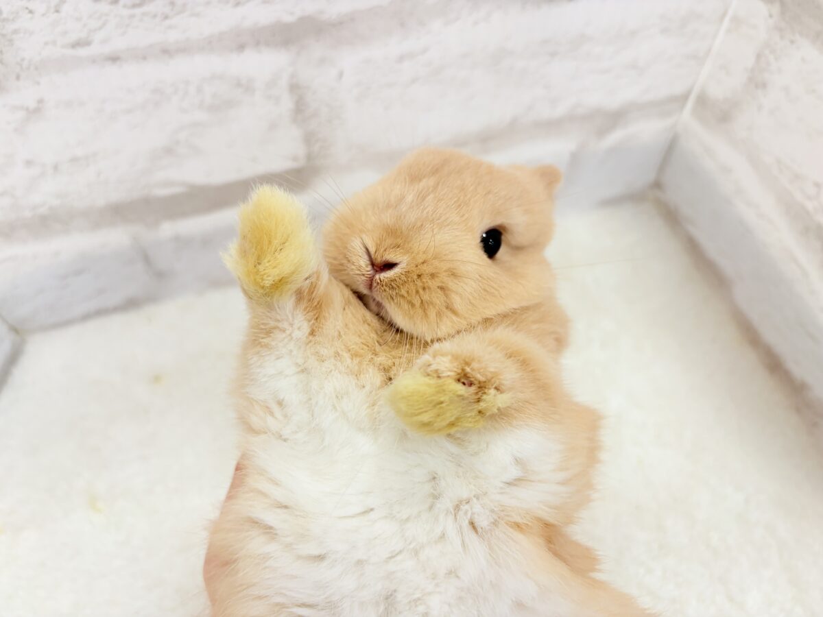 ネザーランドドワーフ