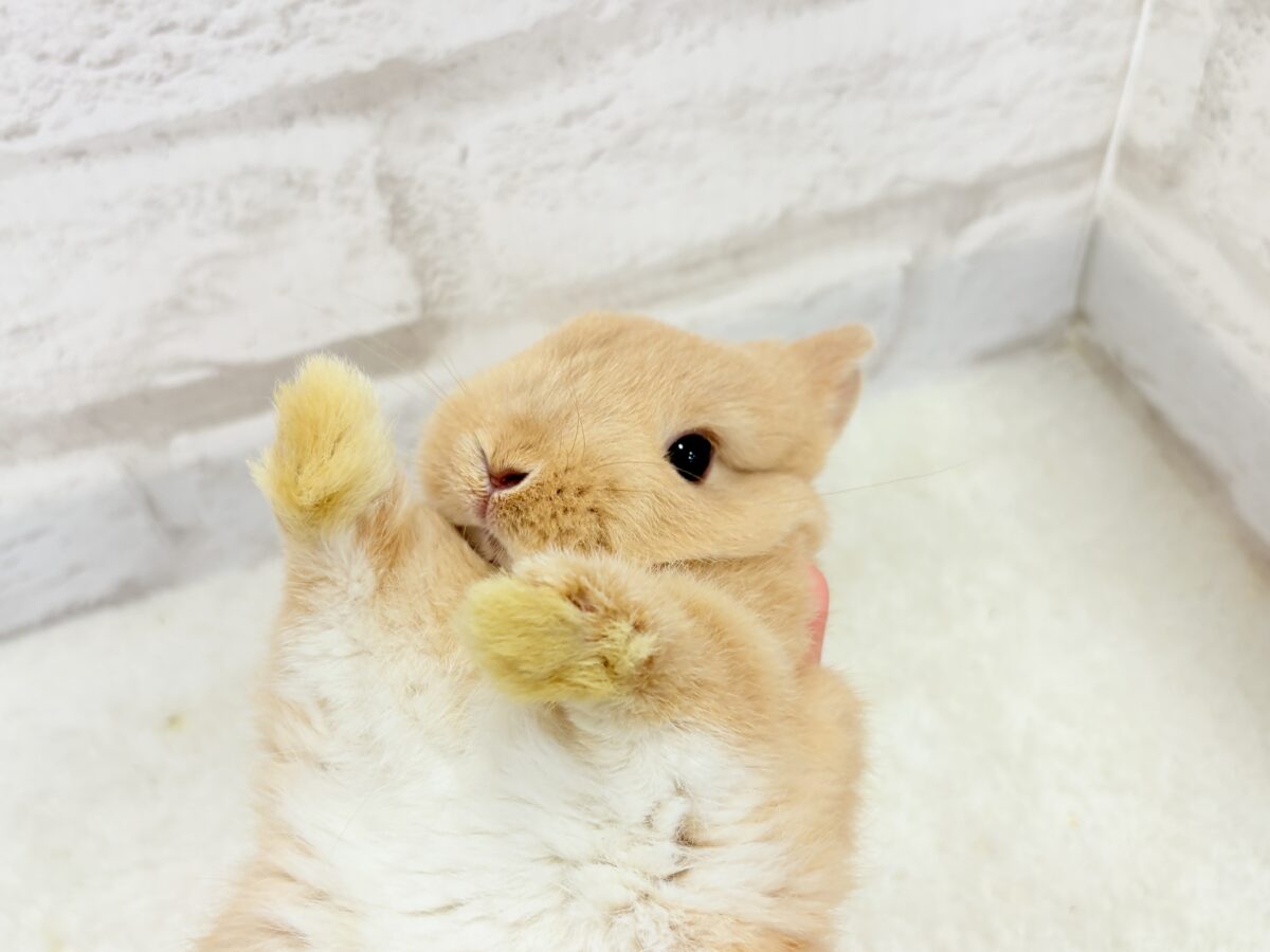 ネザーランドドワーフ
