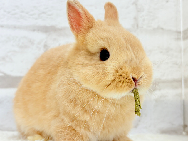 おめめきゅるるんっ♥もっふりぬいぐるみ🐰🧡ネザーランドドワーフ(フォーン) 男の子