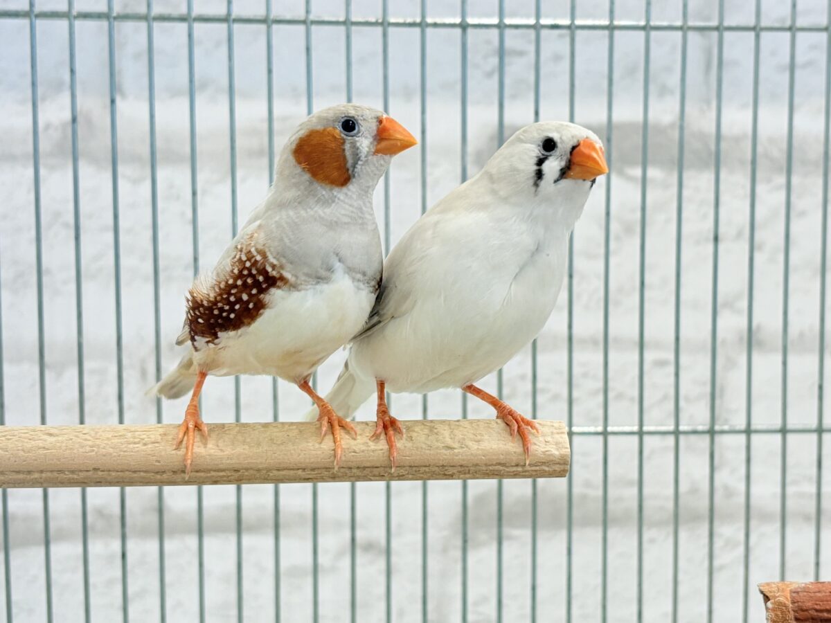 錦花鳥（キンカチョウ）