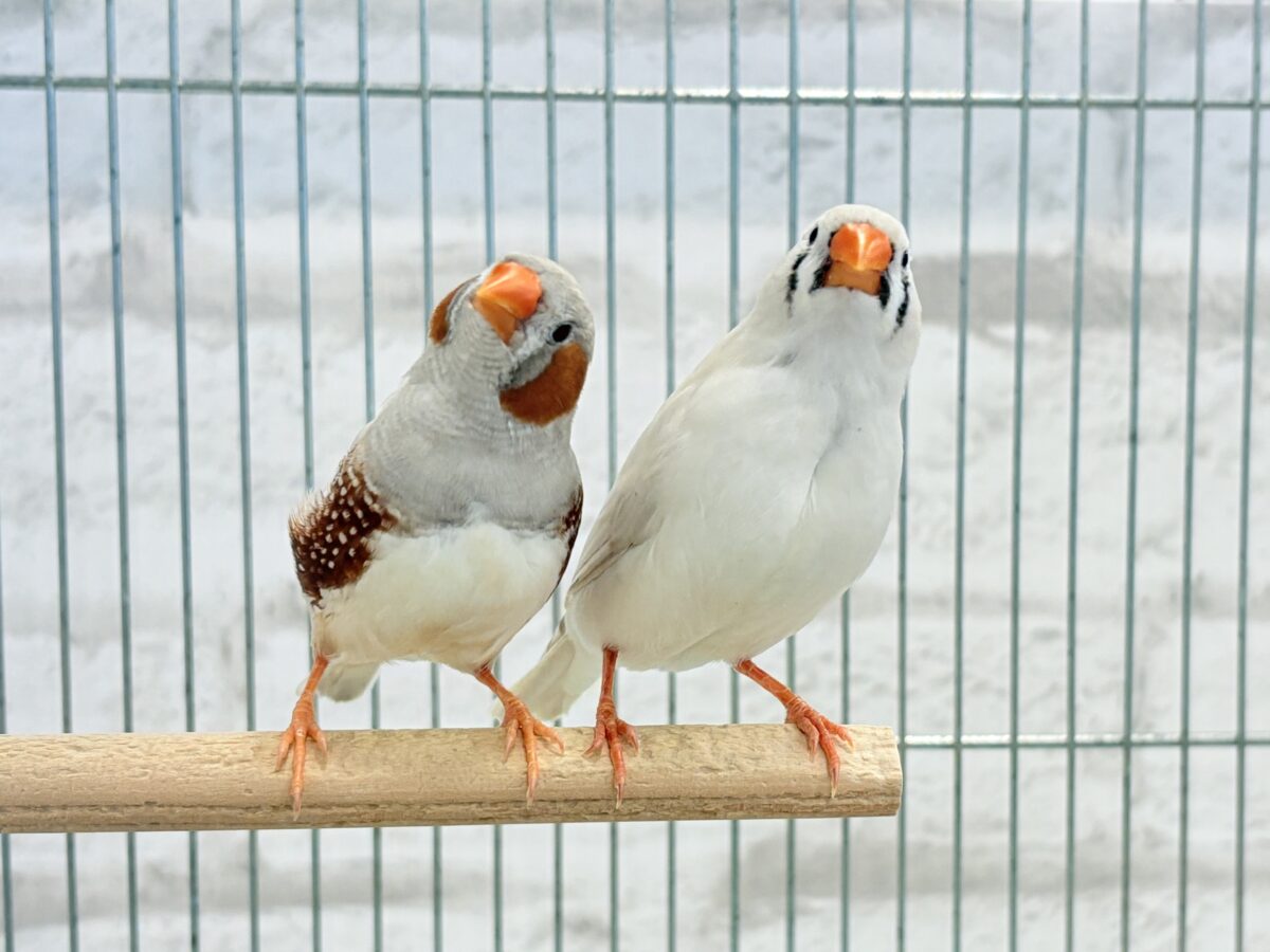 シンクロ率高め！？仲良しなふたり🐥🩶キンカチョウ ペア
