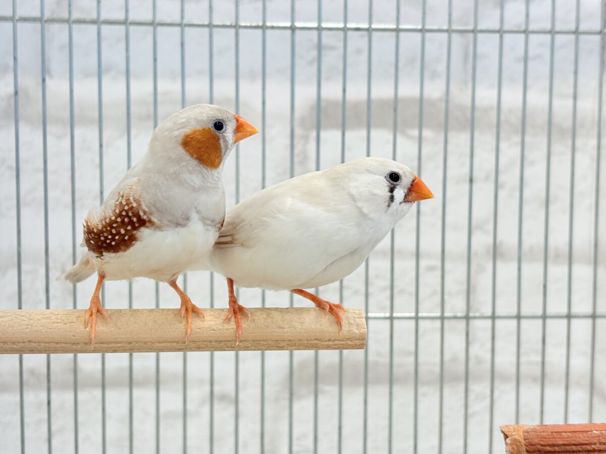 錦花鳥（キンカチョウ）