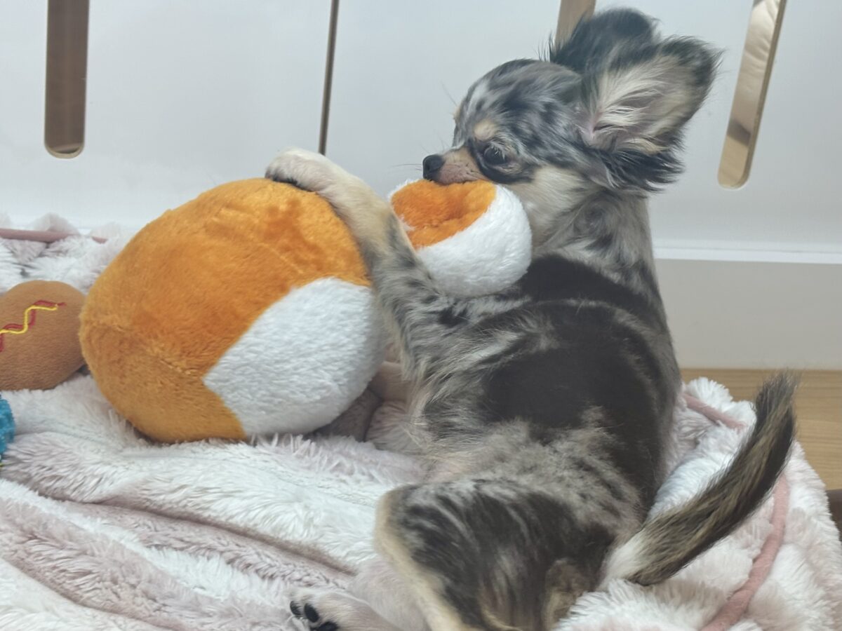 チワックス