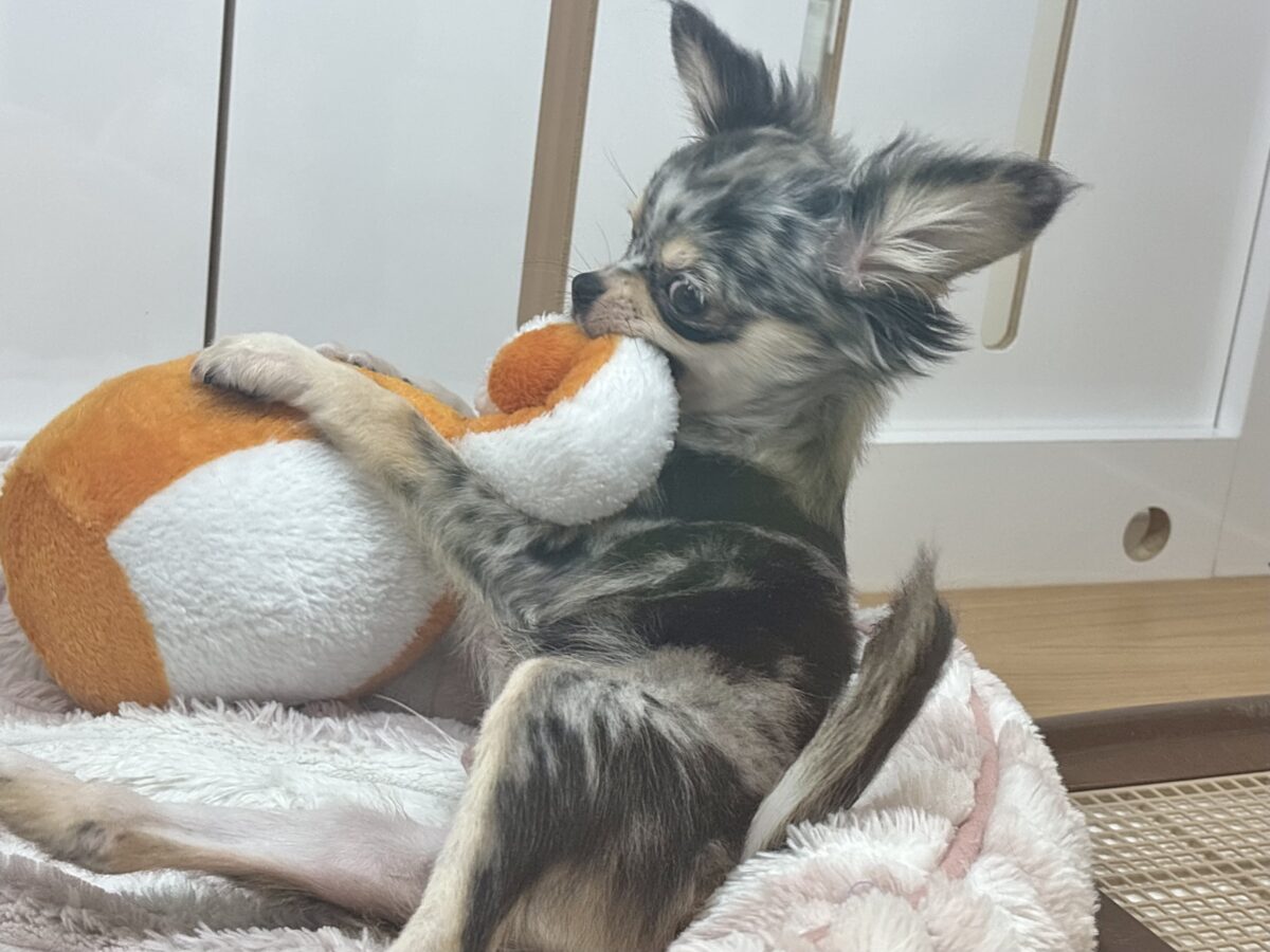 チワックス