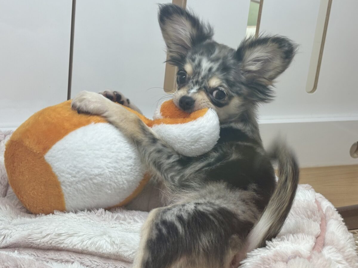 チワックス