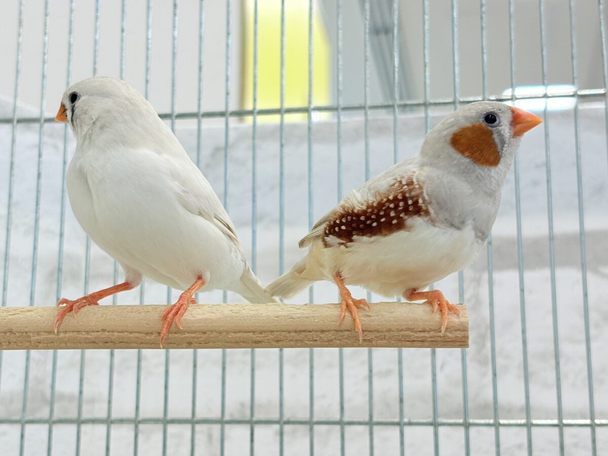 錦花鳥（キンカチョウ）