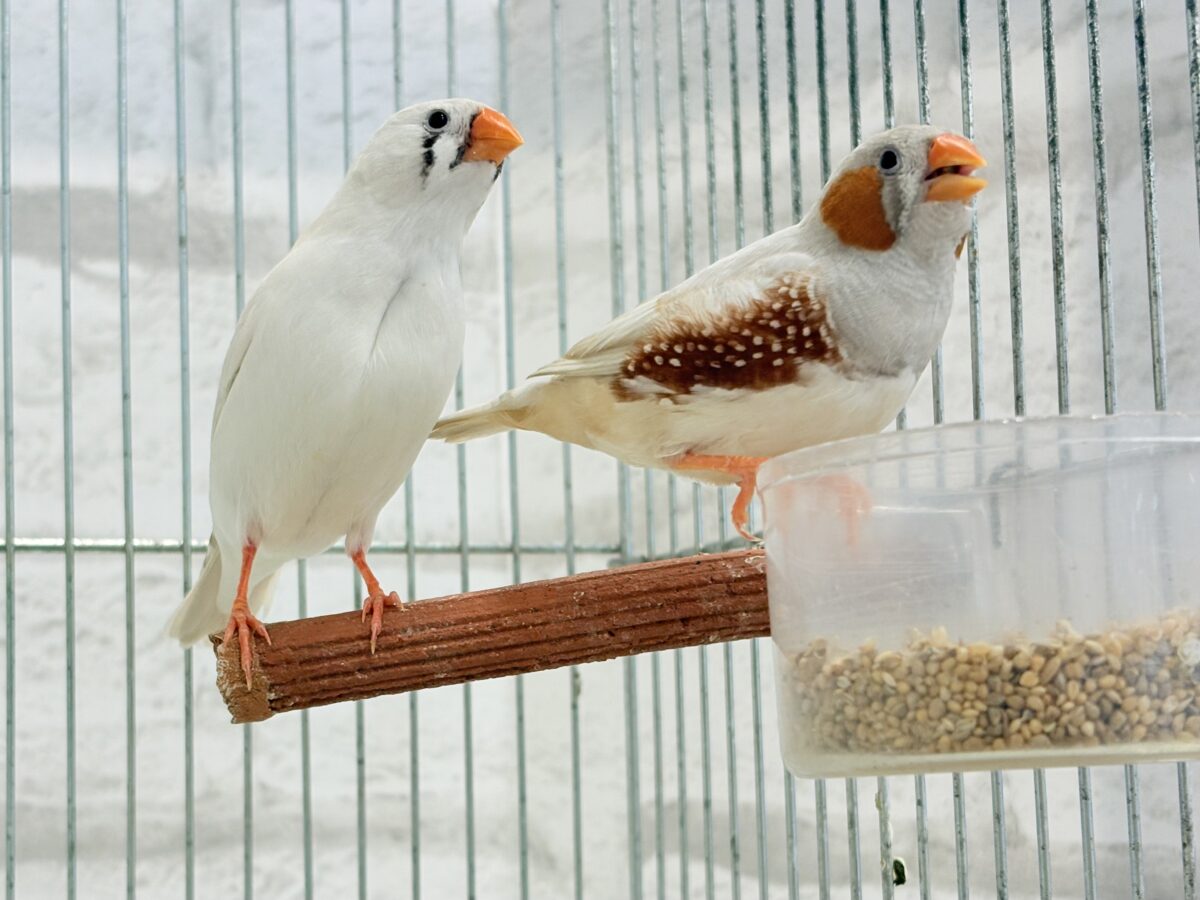 錦花鳥（キンカチョウ）