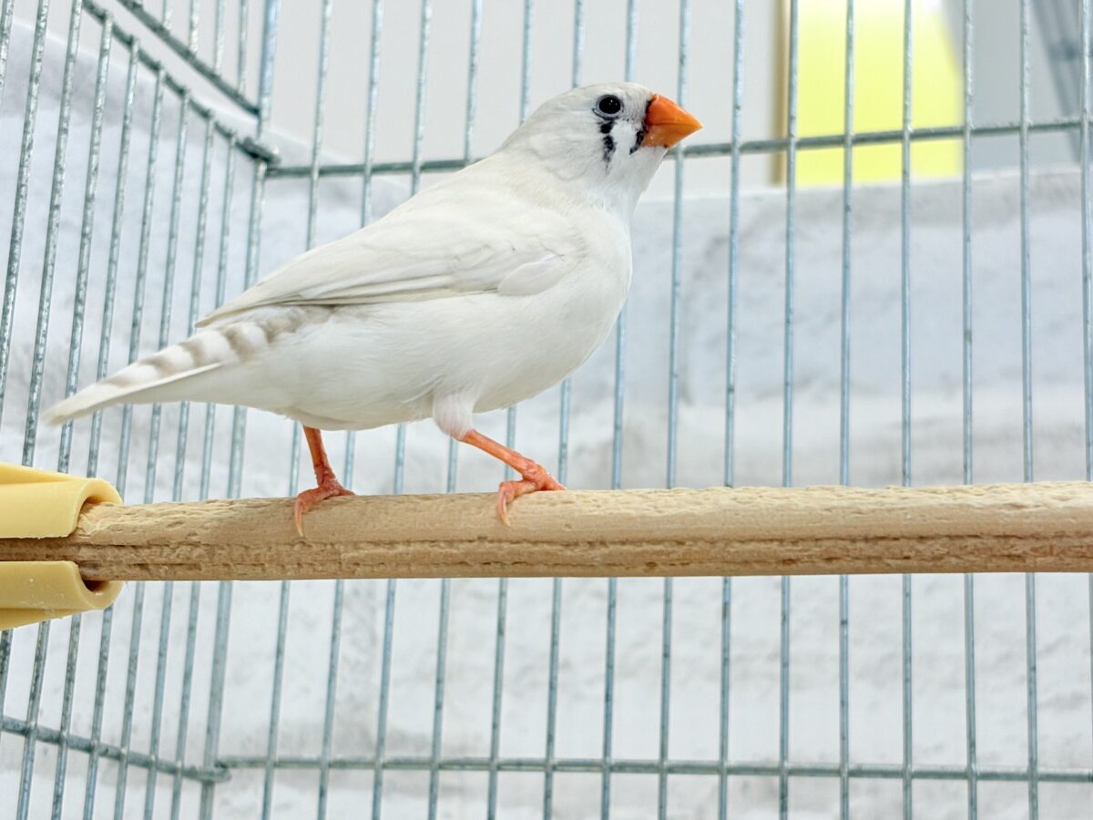 錦花鳥（キンカチョウ）