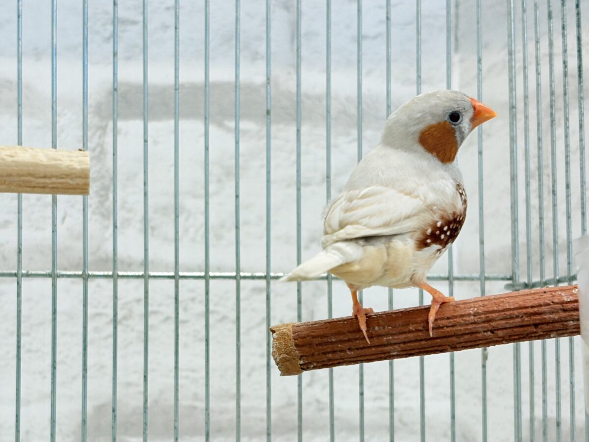 錦花鳥（キンカチョウ）