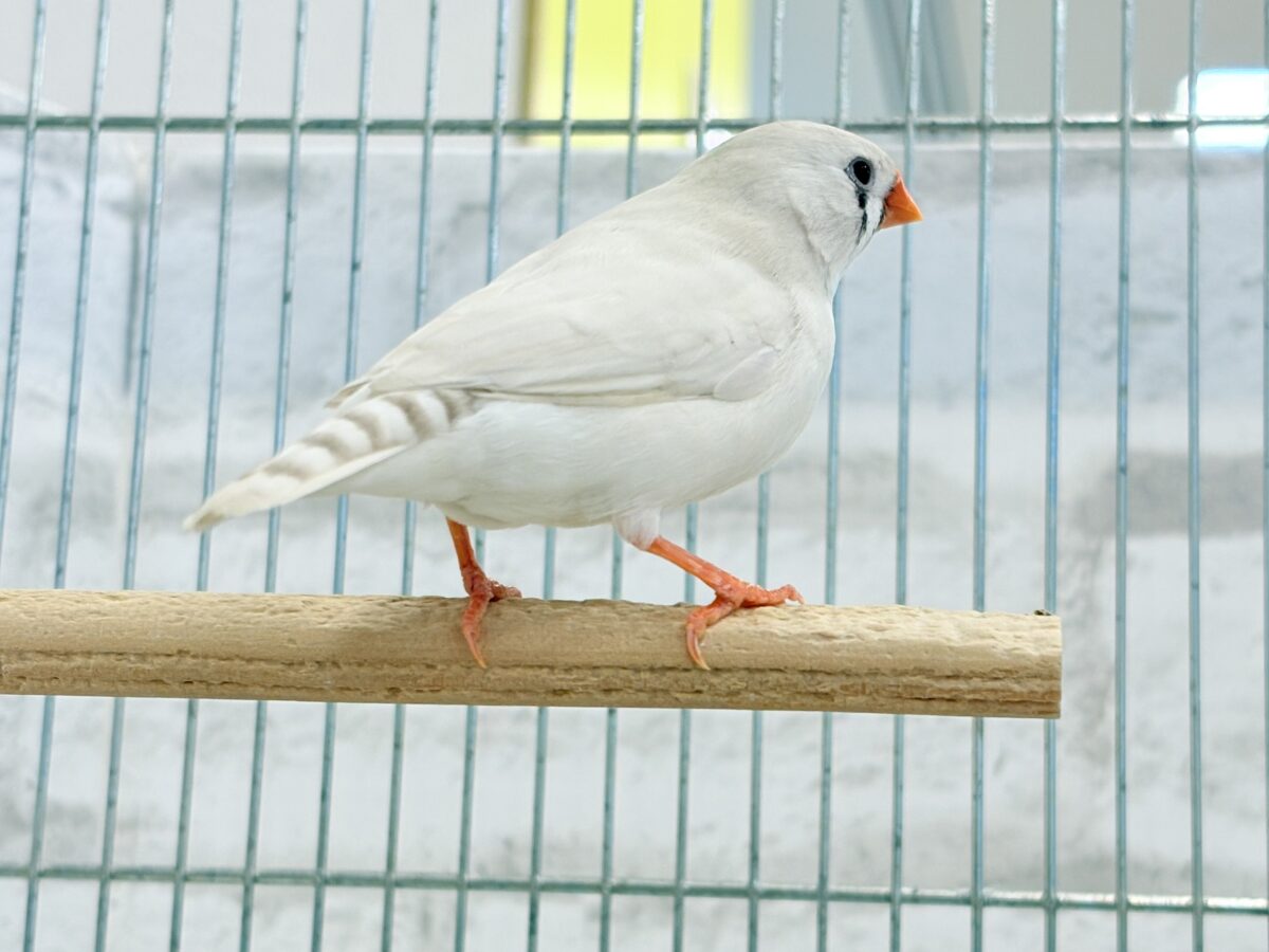 錦花鳥（キンカチョウ）