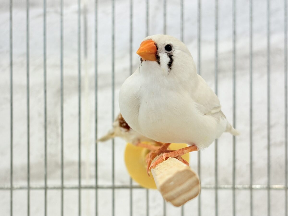 錦花鳥（キンカチョウ）