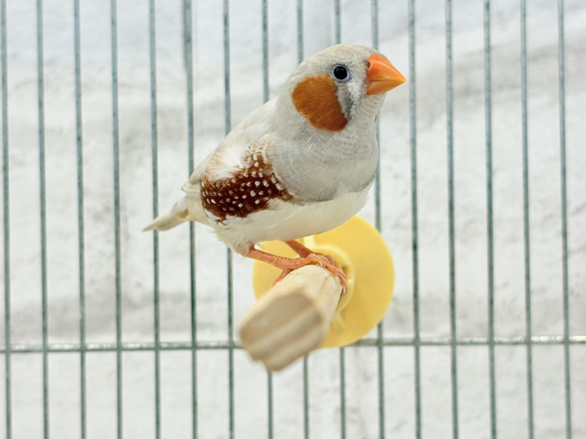 錦花鳥（キンカチョウ）