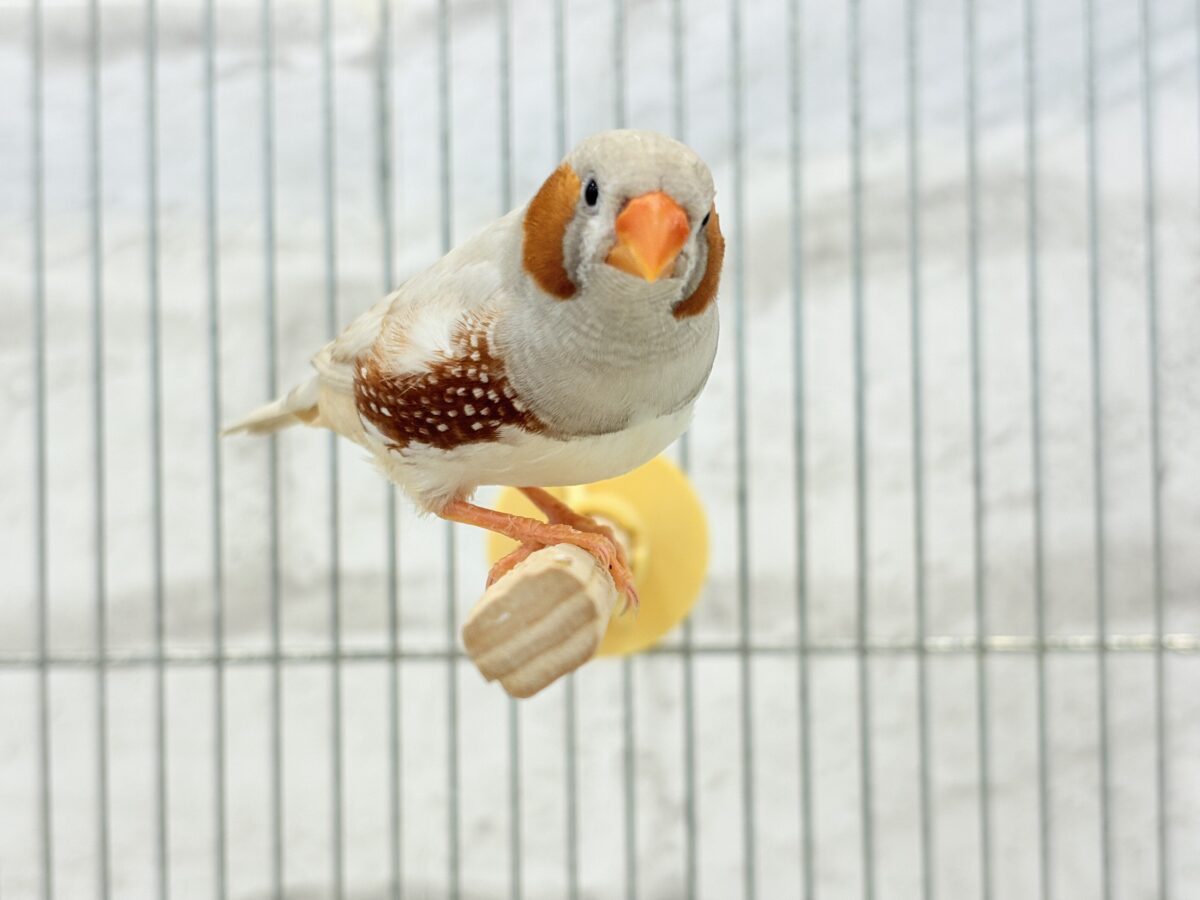 錦花鳥（キンカチョウ）