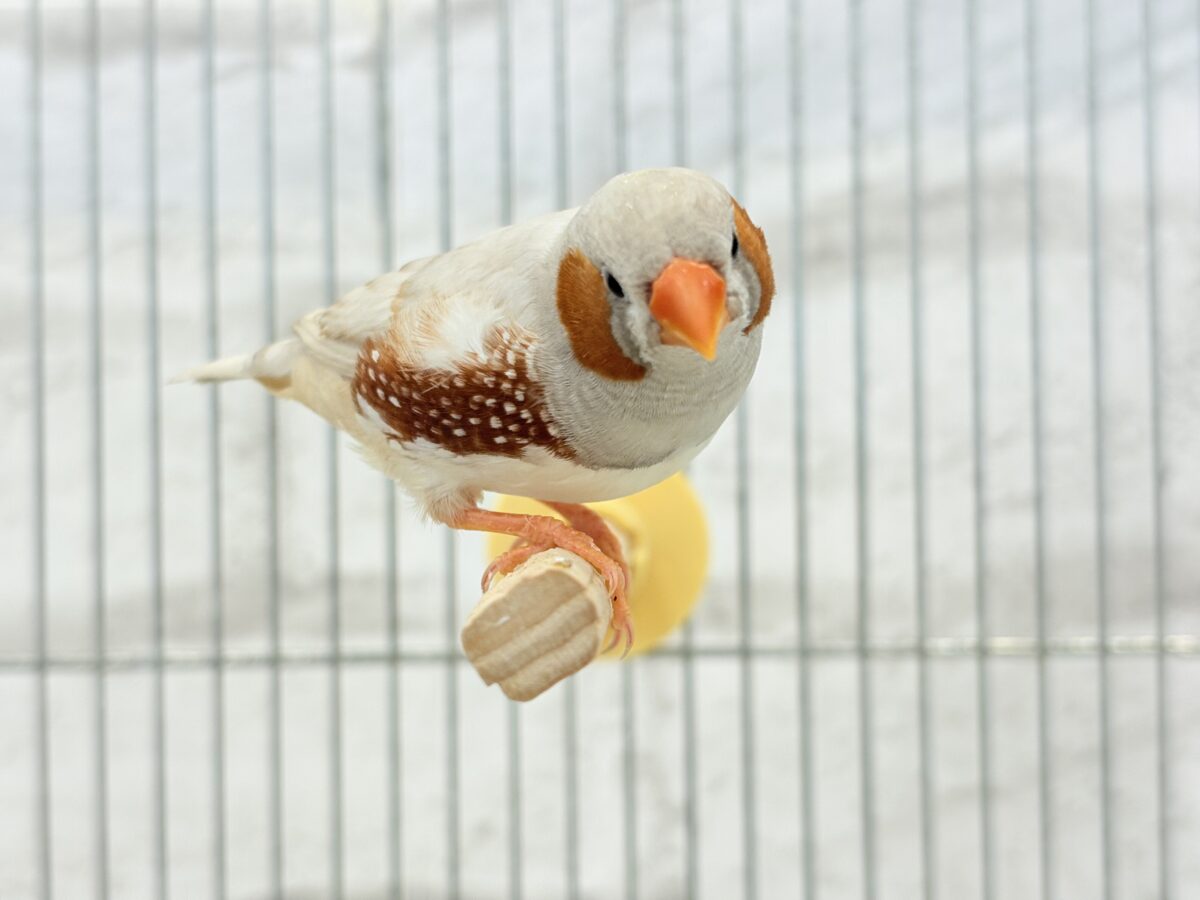 錦花鳥（キンカチョウ）