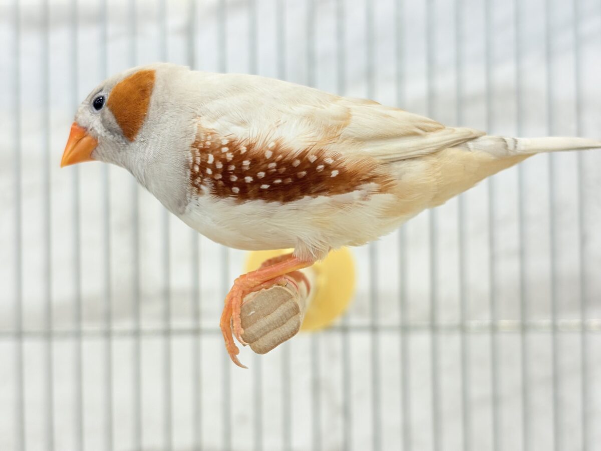 錦花鳥（キンカチョウ）