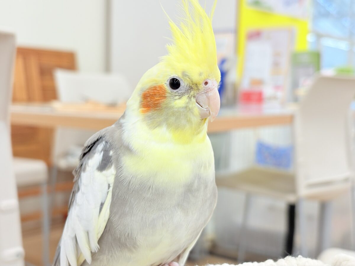 オカメインコ