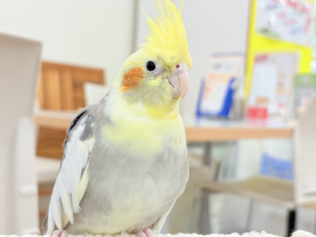オカメインコ