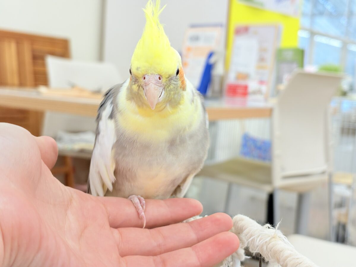 オカメインコ