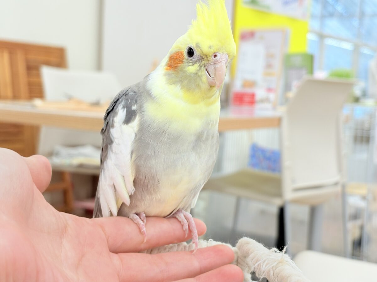オカメインコ