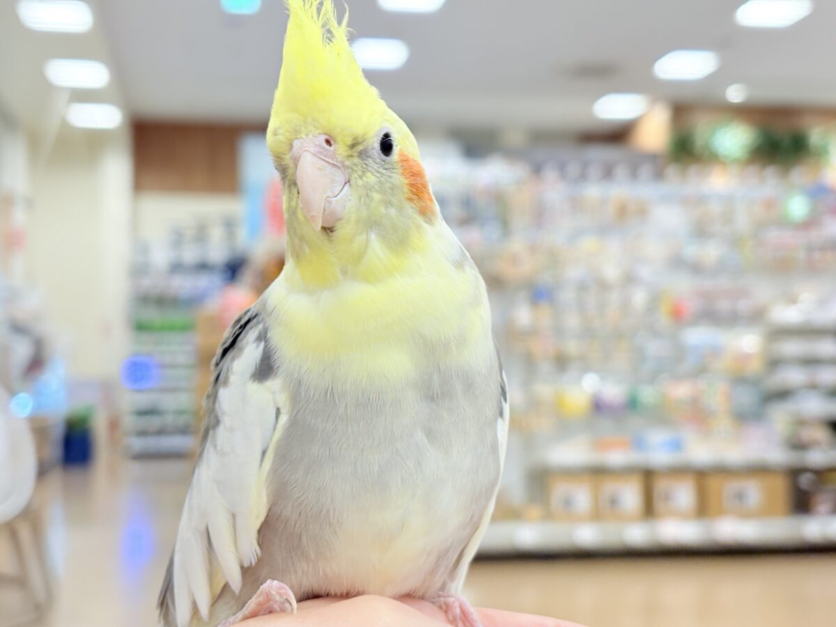 オカメインコ