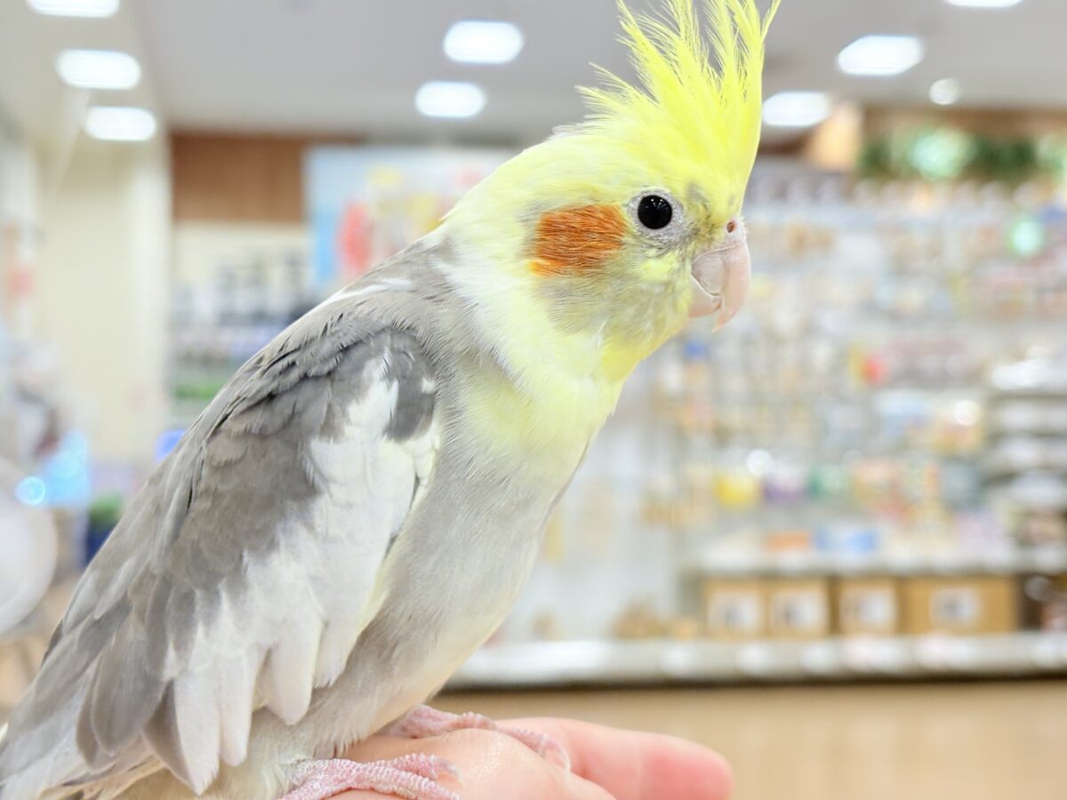 オカメインコ
