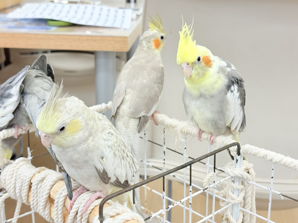 オカメインコ