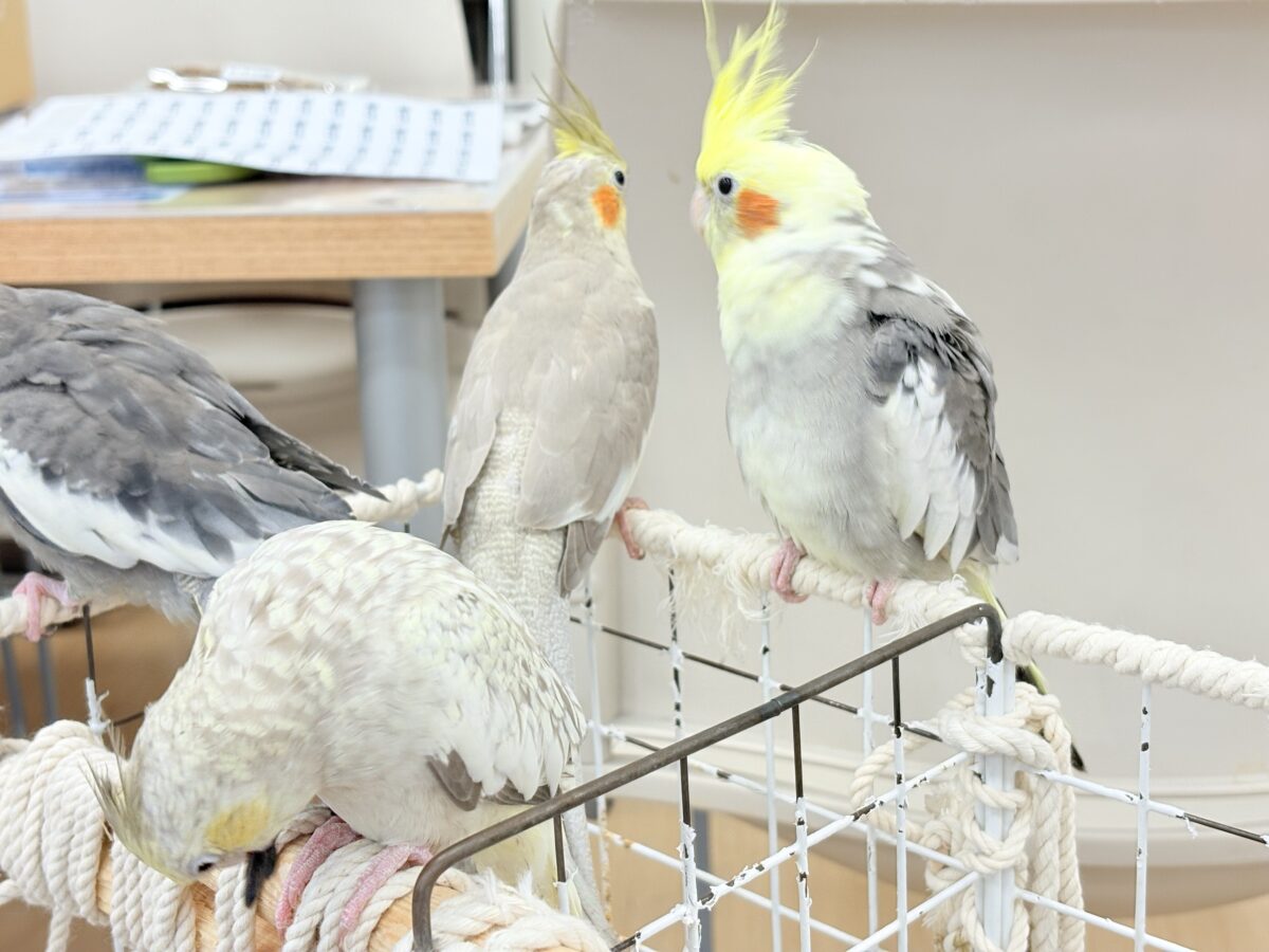 オカメインコ