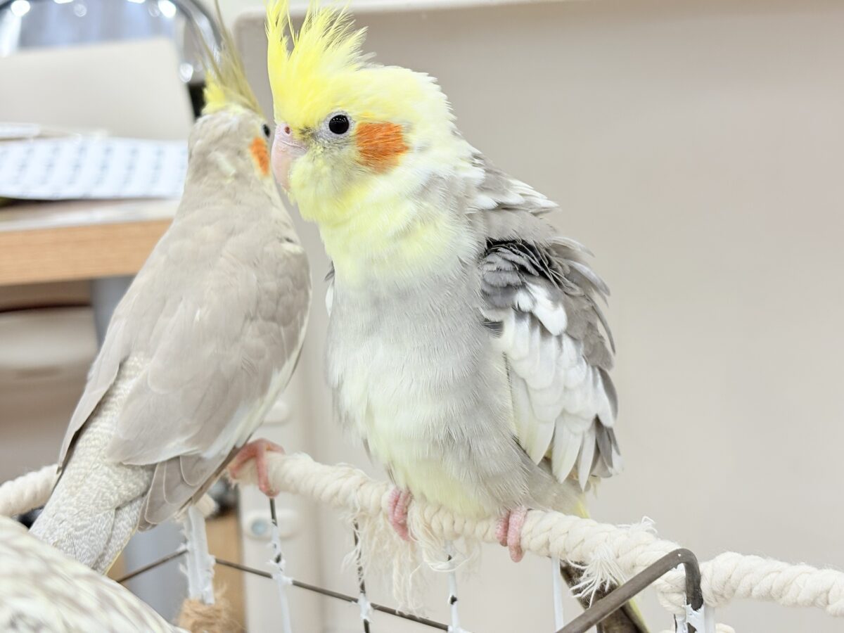 オカメインコ