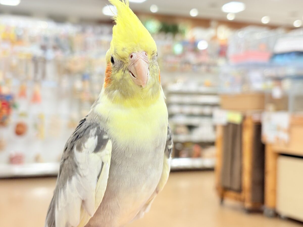 オカメインコ