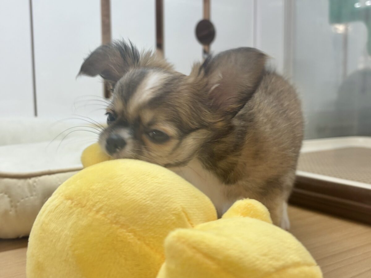 チワワ