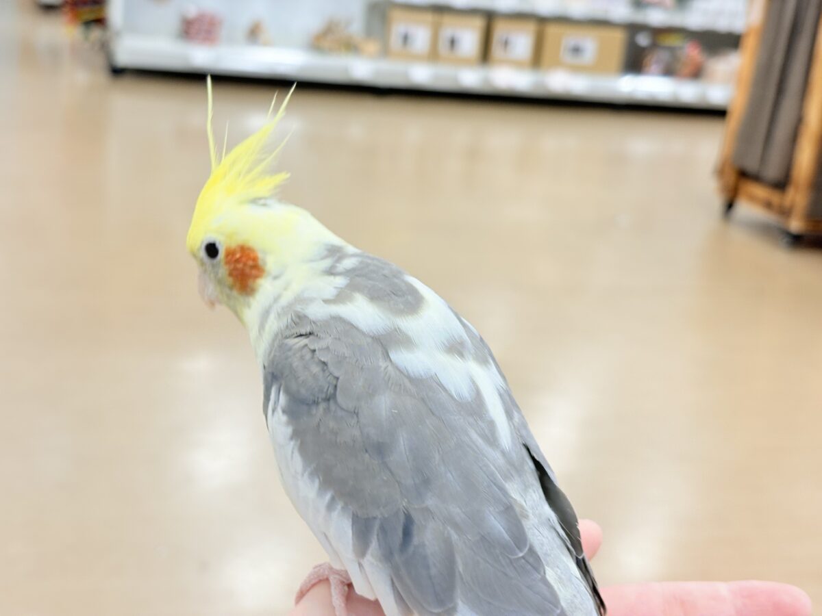 オカメインコ