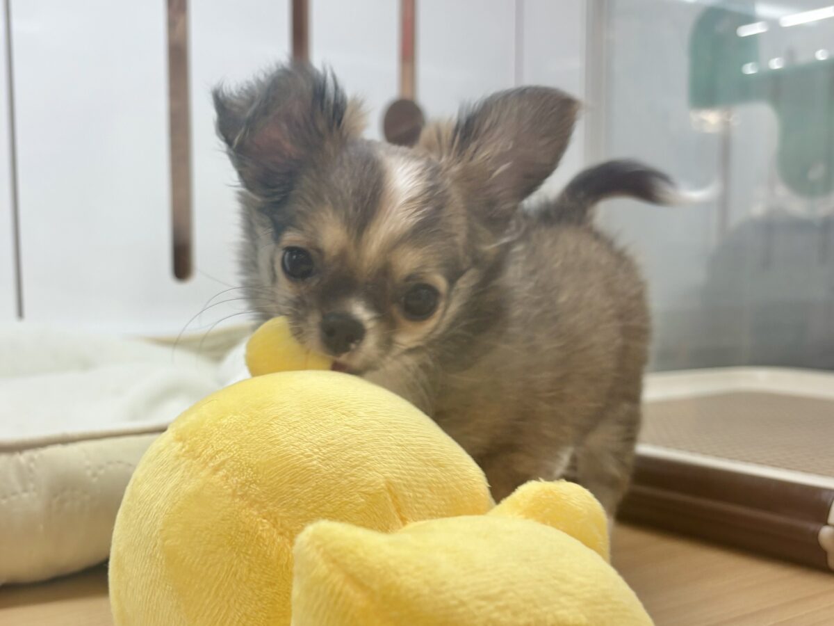 チワワ