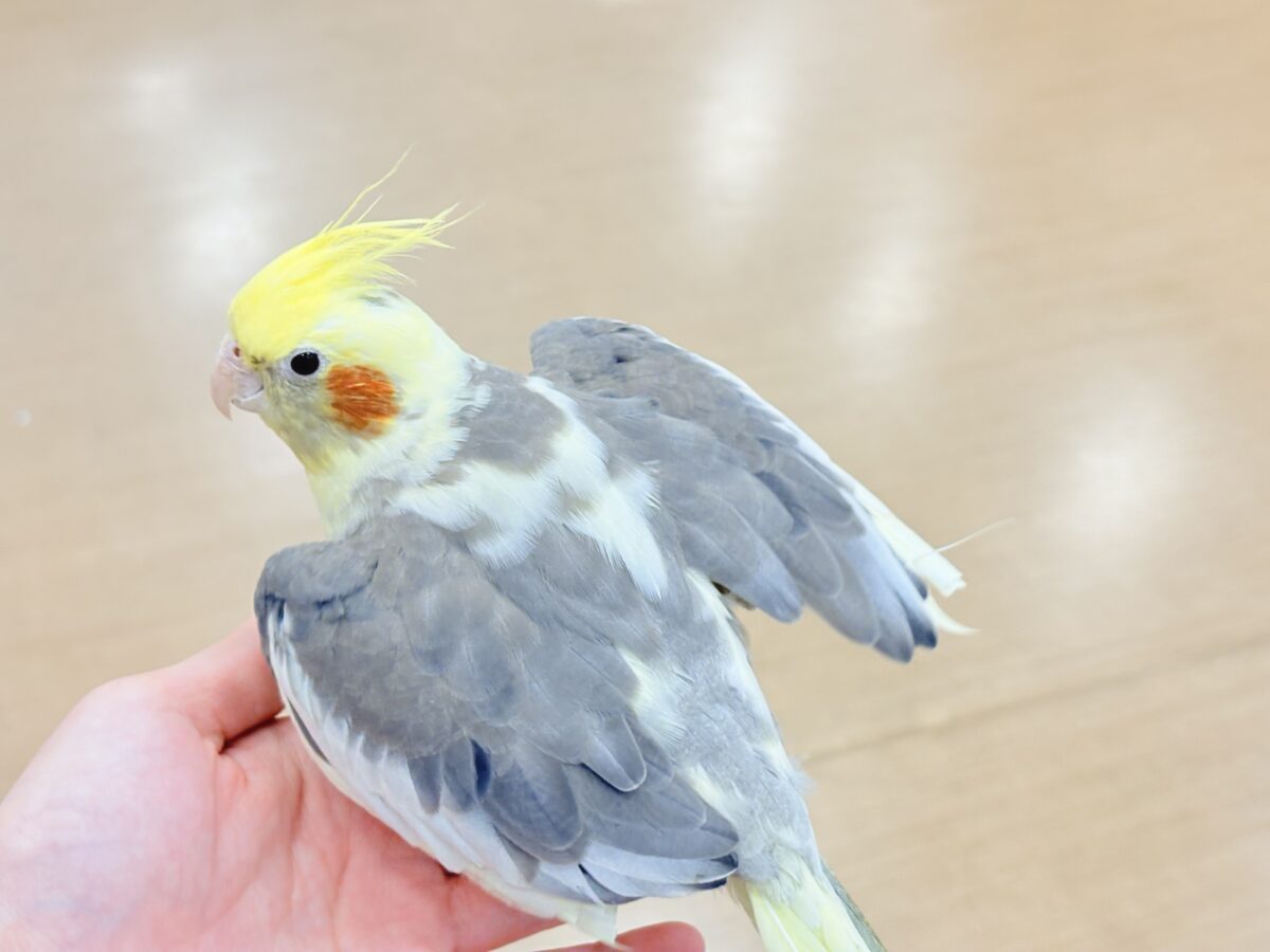 オカメインコ