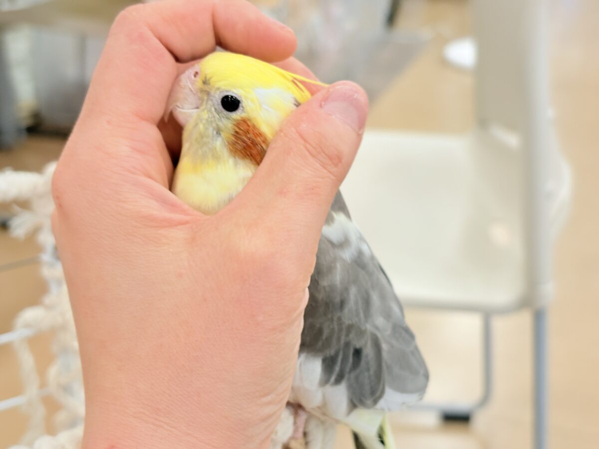 オカメインコ