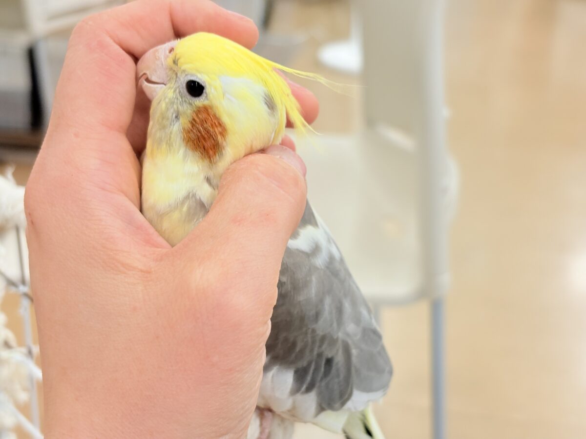 オカメインコ